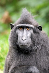 Rare Crested monkey in nature, close up