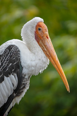 Mycteria leucocephala