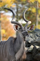 greater kudu antelope with big horns