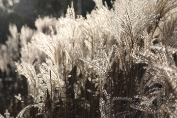 Fototapeta premium close up of dry grass in field with sunlight