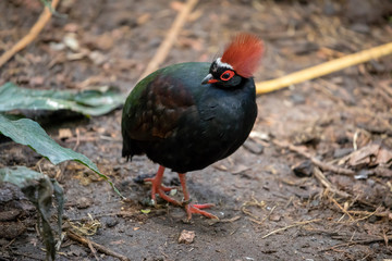 Close up of Rollulus rouloul bird in natural habitat