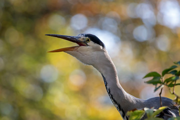 Grey heron bird in natural habitat