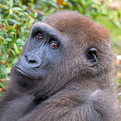 Obraz premium Beautiful Back gorilla in natural habitat