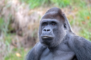 Silverback gorilla portrait in natural habitat