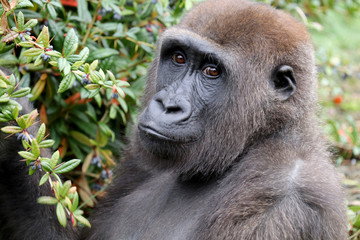 Beautiful Back gorilla in natural habitat