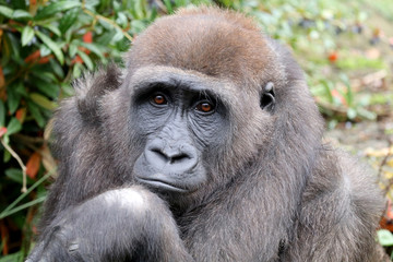 Beautiful Back gorilla in natural habitat