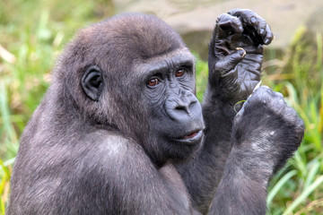 Beautiful Back gorilla in natural habitat