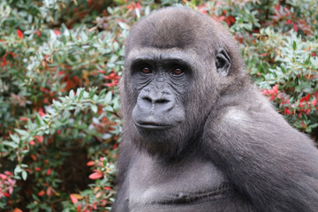 Obraz premium Beautiful Back gorilla in natural habitat