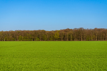 Obraz premium Outdoor sunny panoramic horizontal landscape view, of greenery agricultural field and background linear of forest in spring and deep blue vivid sky.