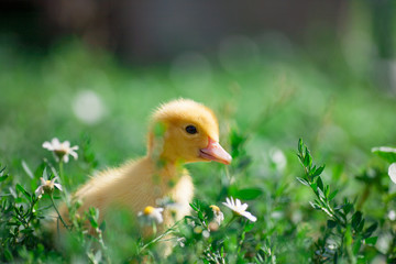 Hand holding newborn baby Muscovy duckling