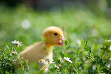 Hand holding newborn baby Muscovy duckling
