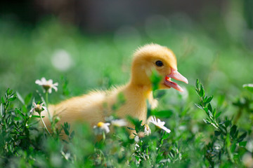 Hand holding newborn baby Muscovy duckling