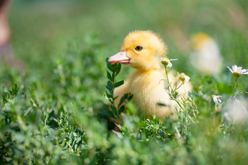 Hand holding newborn baby Muscovy duckling
