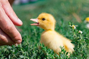 Hand holding newborn baby Muscovy duckling