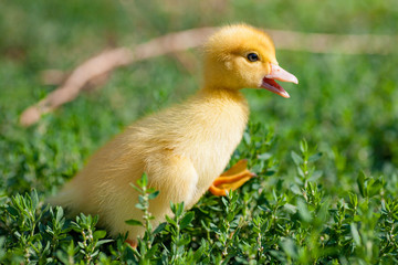 Hand holding newborn baby Muscovy duckling