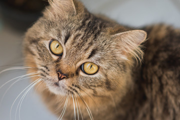 Portrait of a young male cat, fluffy, tabby, and cute, who looks up with trust and love.