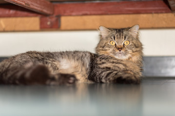 Fluffy tabby male cat rests under the bed. An under-bed living space belongs exclusively to him.