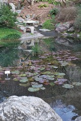 Japanese Garden Pond