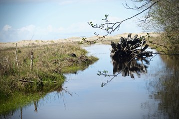 Reflected Trunk in Meadow