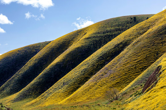 Hillside of Flowers in Carrizo Plain, Temblor Range