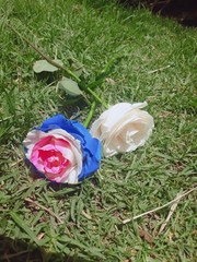 Lindas rosas de color blanco rosa y azul sobre pasto verde 2