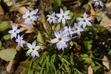 Spring star flower
