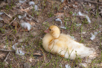 Female adult white Campbell domestic breed duck