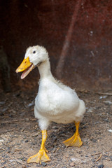 Female adult white Campbell domestic breed duck