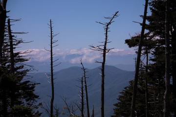 trees against the sky