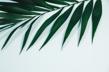 tropical palm leaf
