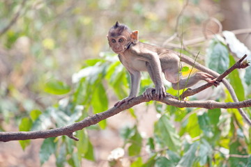 可愛いサル