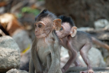 Naklejka premium 可愛いサル