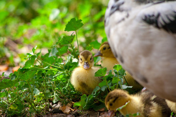Mother duck and ducklings in street