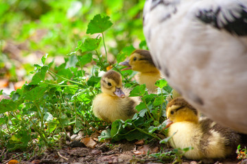 Mother duck and ducklings in street