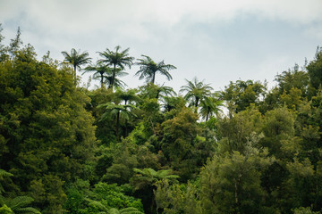 Fototapeta na wymiar Fern Trees Along Mountain Top near Waitomo in New Zealand