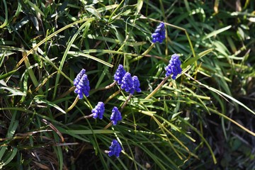 Muscari (Grape hyacinth)