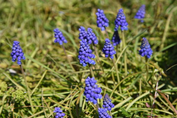 Muscari (Grape hyacinth)