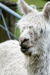 White Alpaca Close-up near Taupo in New Zealand