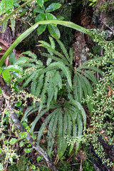 Umbrella Fern Plant in Tongariro National Park in New Zealand