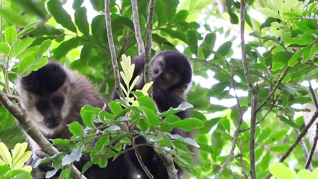 Macaco na floresta