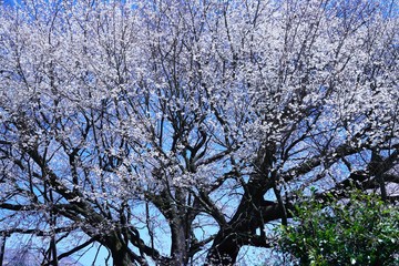 桜や菜の花が満開で春爛漫の風景