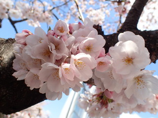日本の春の桜の花