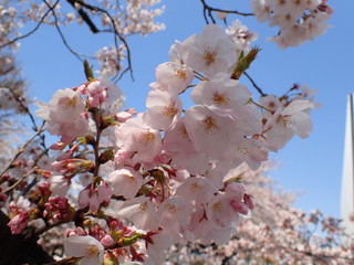 日本の春の桜の花