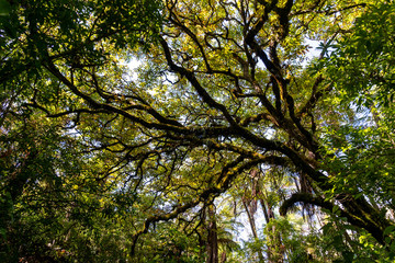 Fototapeta premium Beautiful Tree in Forest near Rotorua, Bay of Plenty, in New Zealand