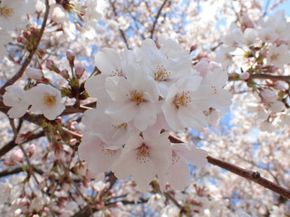 日本の春の桜の花