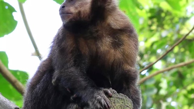 Macaco na floresta