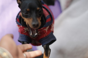 Angry dog - emotional of pet series / miniature pinscher - pet and owner lifestyle