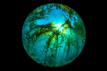 California Kelp Bed fisheye perspective