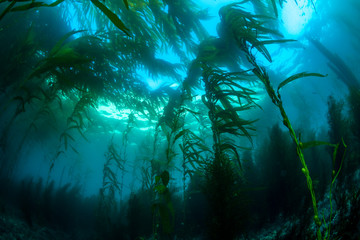 California Kelp Bed