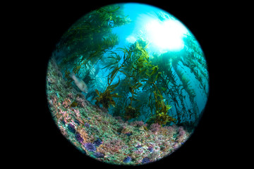 California Kelp Bed fisheye perspective